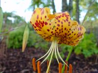 Variable but yellowish flowers with deeper spotting